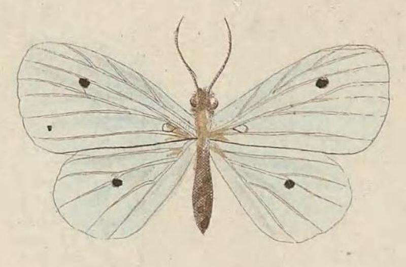 T7-10-Derxena nivea (Kirsch, 1877) (Acidalia)