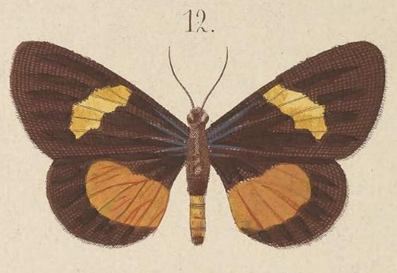T7-12-Immetalia saturata (Walker 1865)