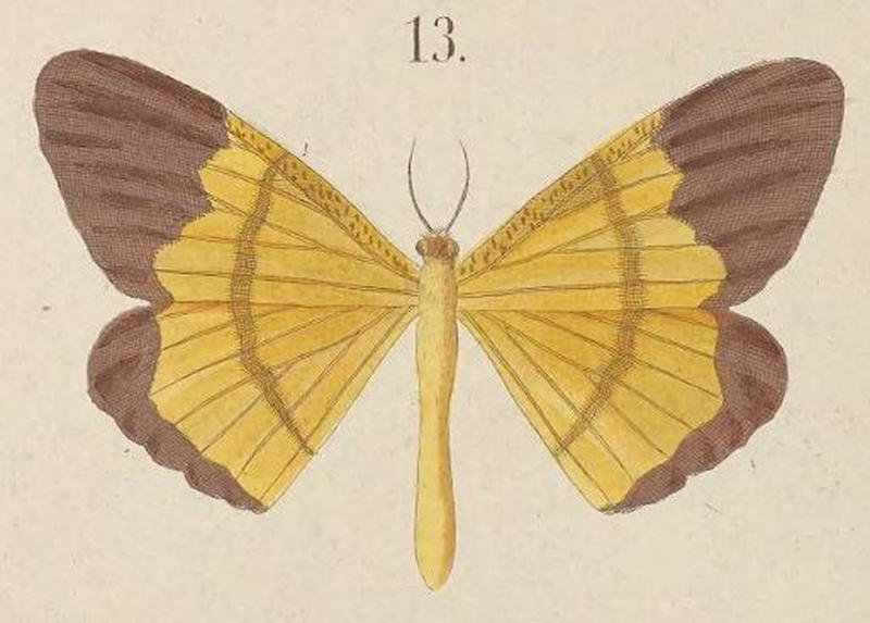 T7-13-Eumelea genuina Kirsch, 1877