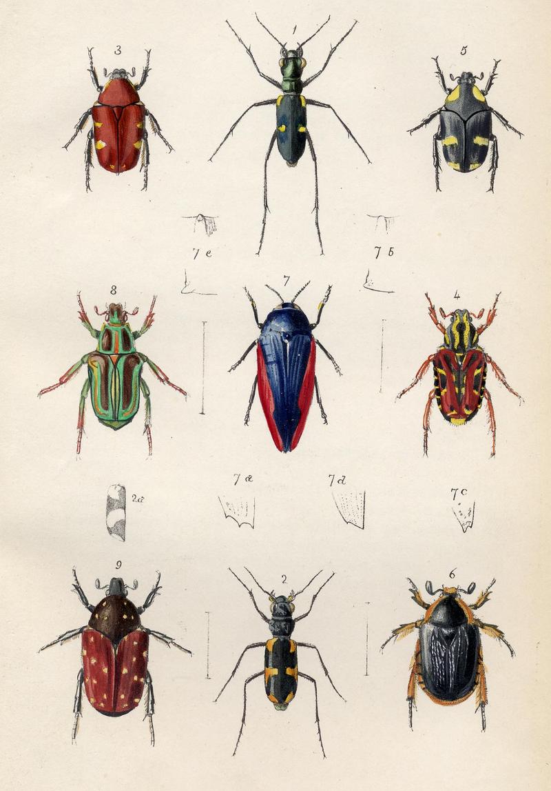 Plate from Transactions of the Entomological Society of London Volume 5 1848