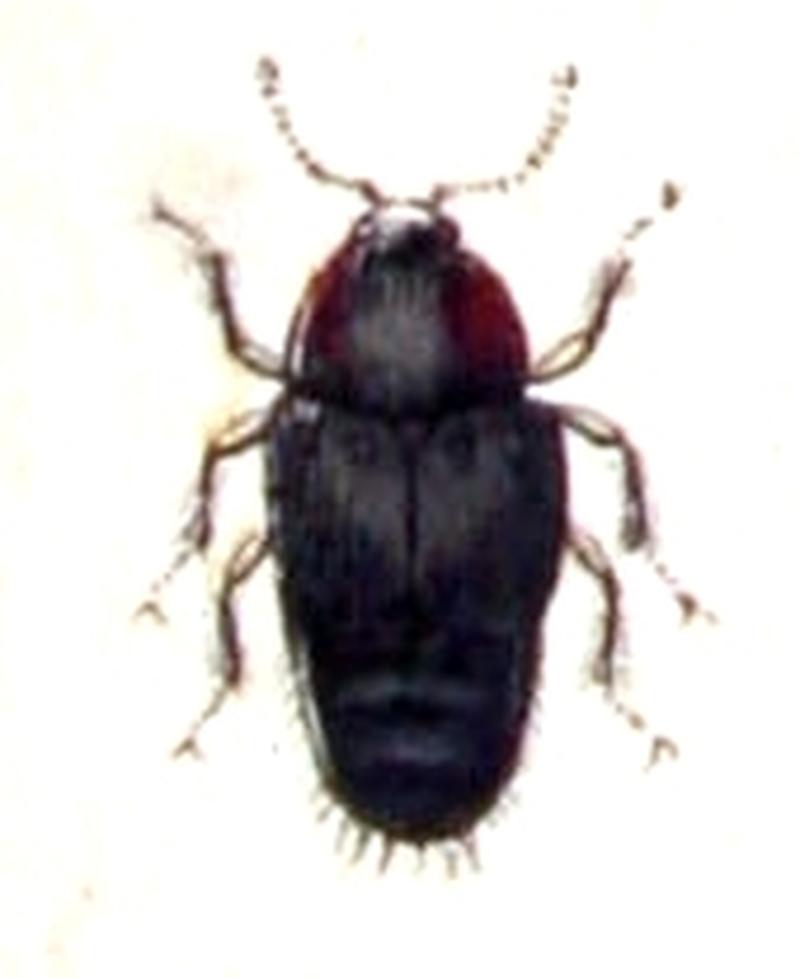 Tachinus.marginellus.-.calwer.11.18