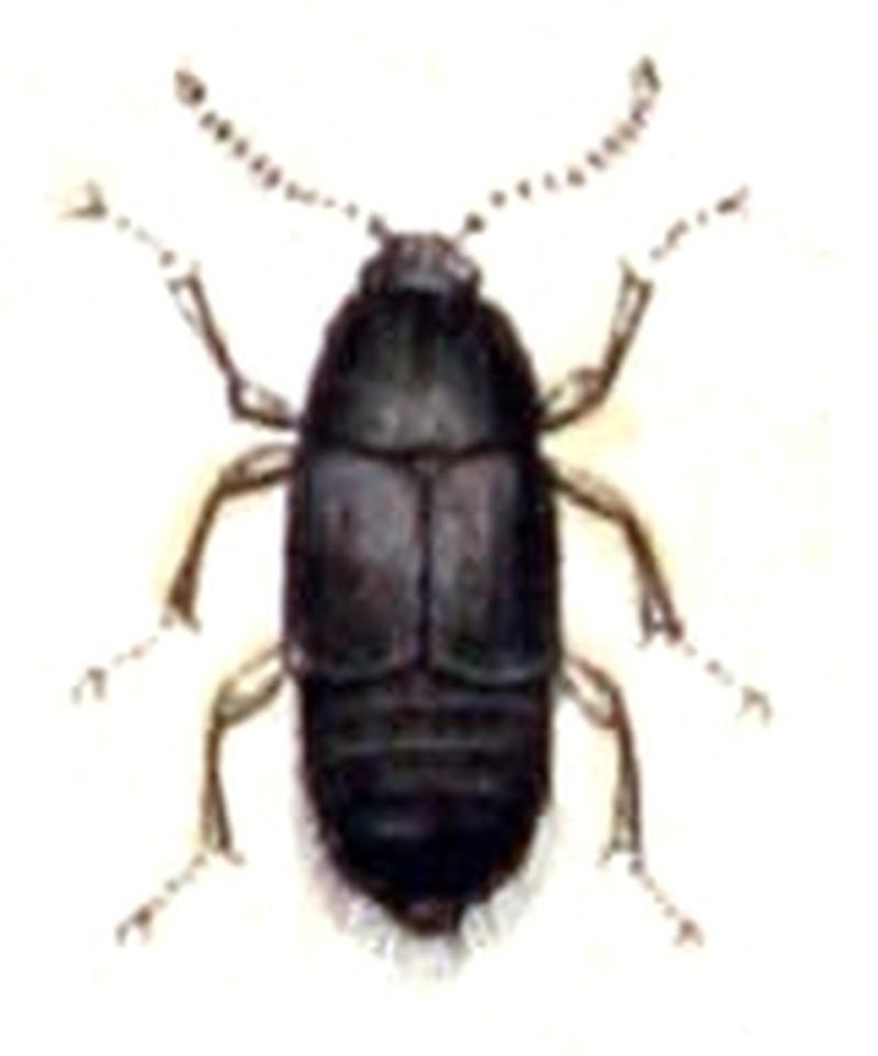 Tachinus.signatus.-.calwer.11.17