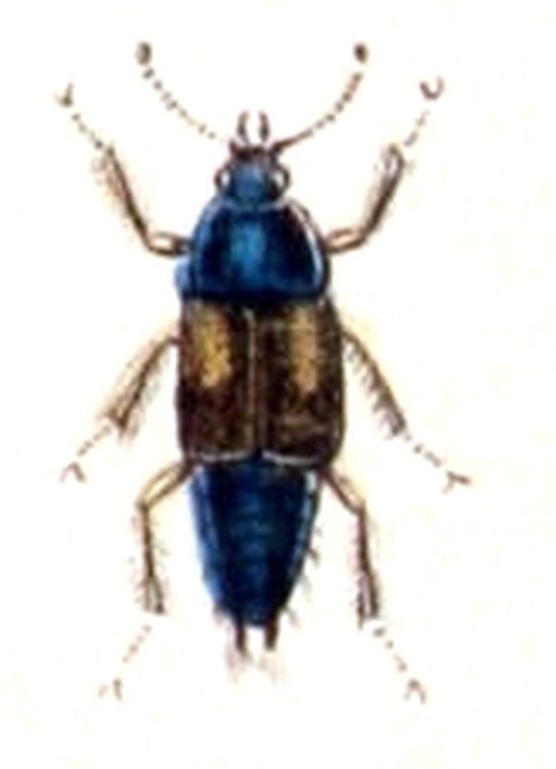 Tachinus.subterraneus.-.calwer.11.19