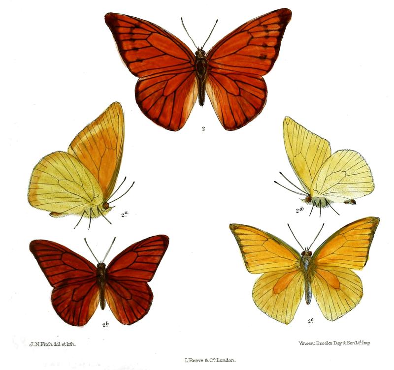 Tachyris galbaAppias nero galba 2 2a male wsf 2c 2d male dsf
