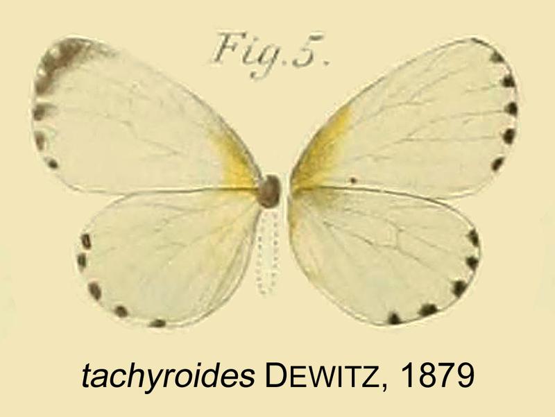Pentila tachyroides from original description