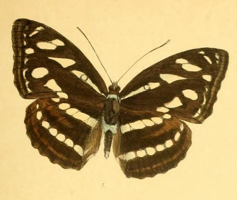 TacolaLarymna262 1