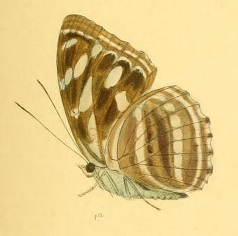 TacolaLarymna262 1a