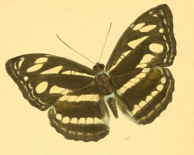 TacolaLarymna262 1b
