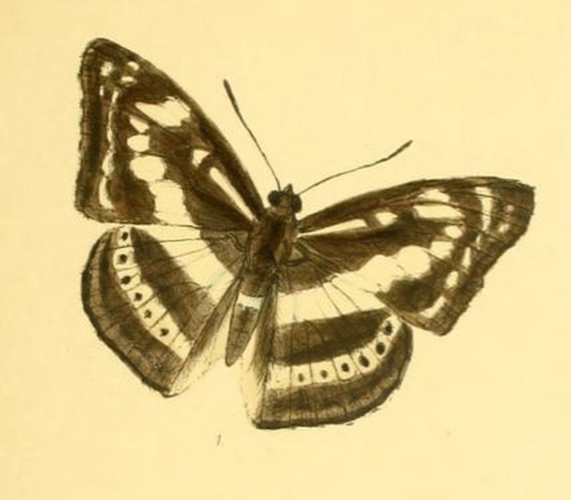 TacoraeaAsura257 1