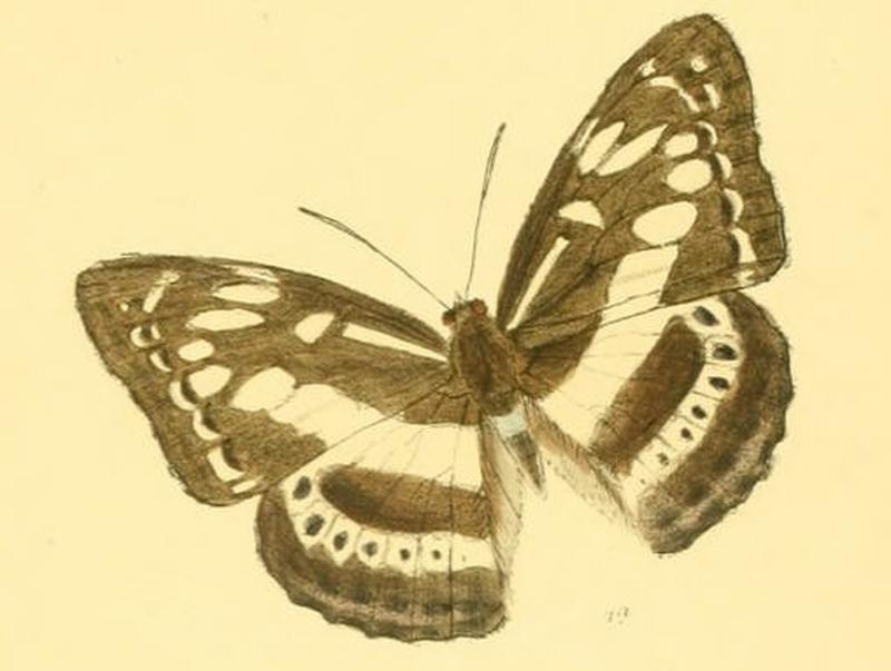 TacoraeaAsura257 1a