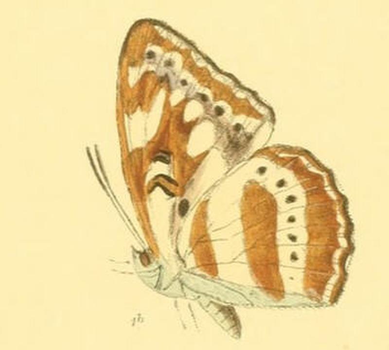TacoraeaAsura257 1b