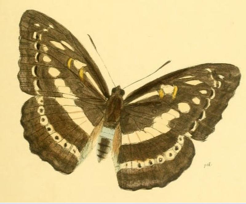 TacoraeaAsura257 1d