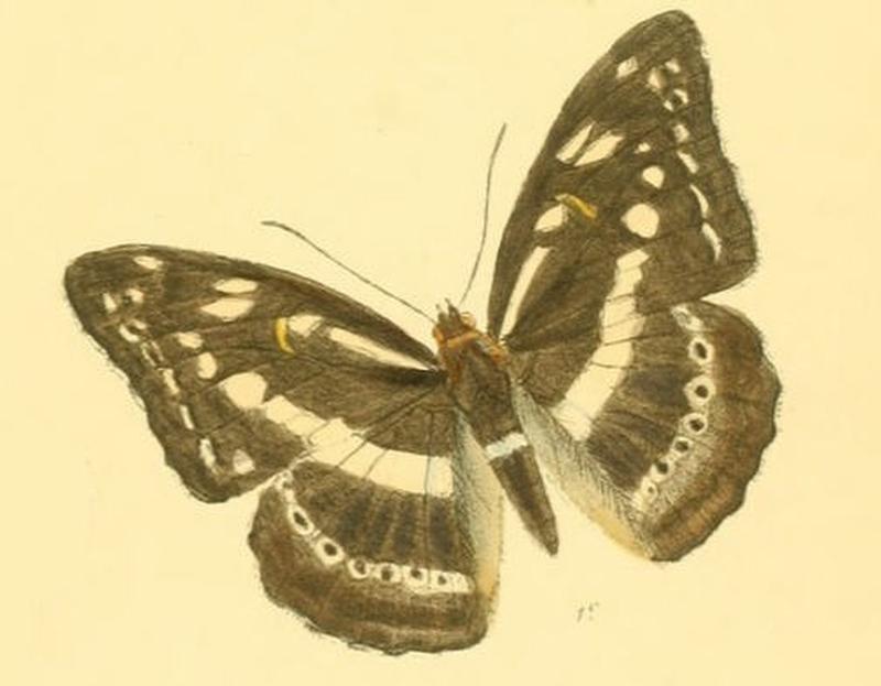 TacoraeaAsura257 1e
