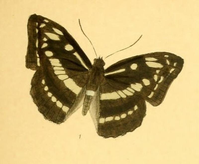 TacoraeaIdita258 1