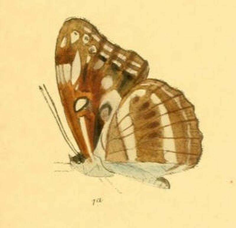 TacoraeaIdita258 1a