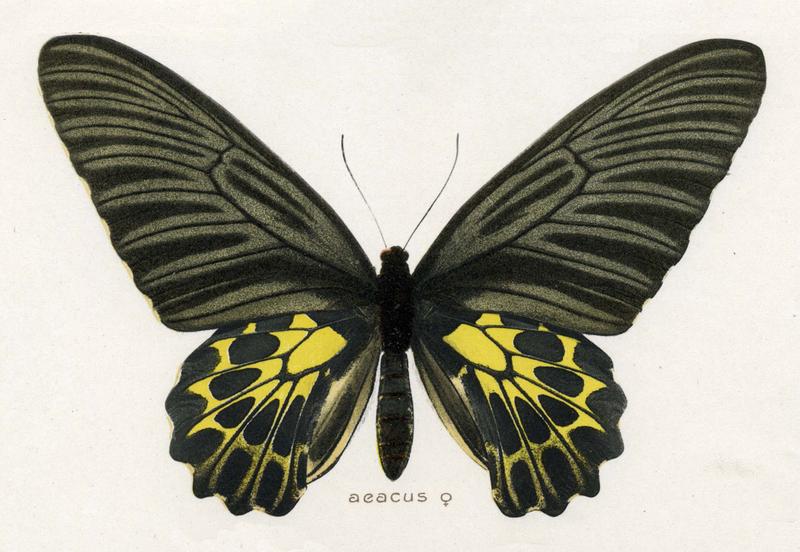 Golden Birdwing female upperwing