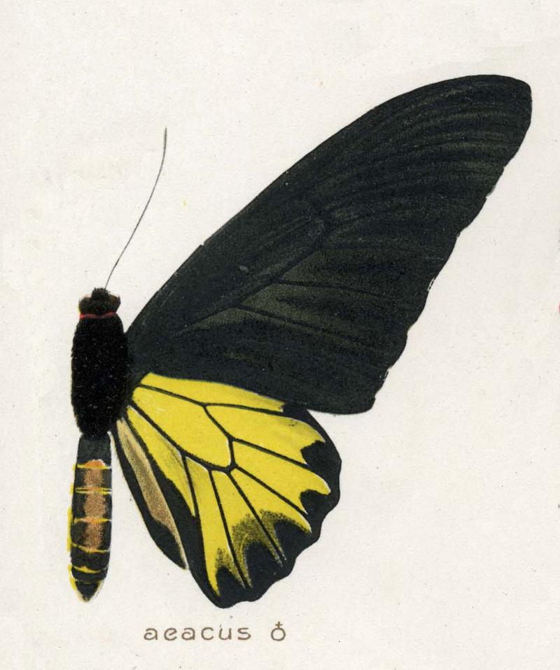 Golden Birdwing male upperwing