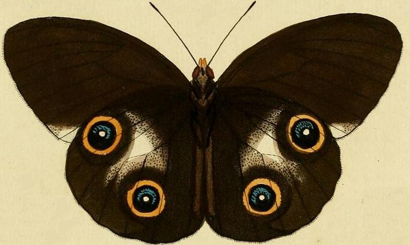Taenaris urania1