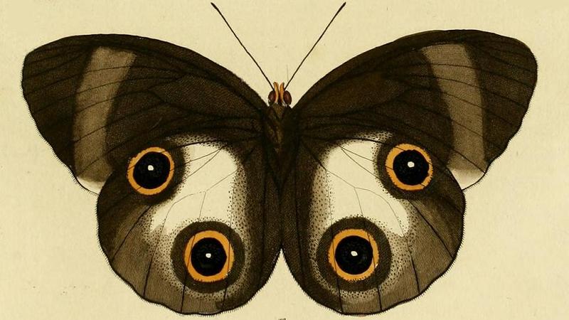 Taenaris urania2