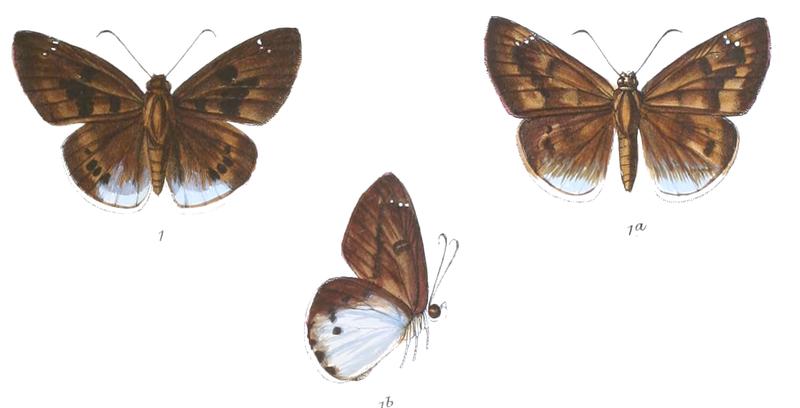 TagiadesAlica 769 1 Knight