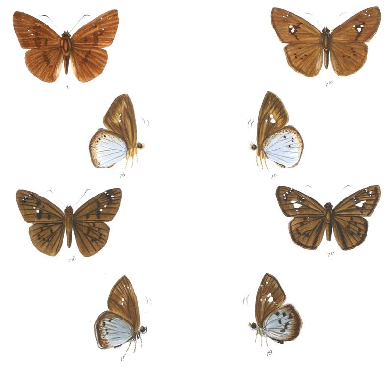 TagiadesAtticus 767 1 Knight