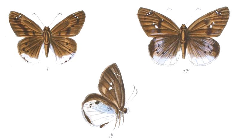 TagiadesDistans 768 1 Knight