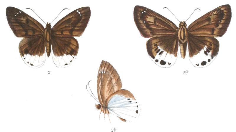 TagiadesGana 769 2 Knight