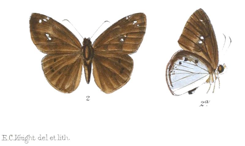 TagiadesHelferi 767 2 Knight