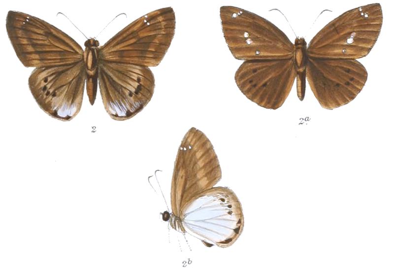 TagiadesMeetana 768 2 Knight