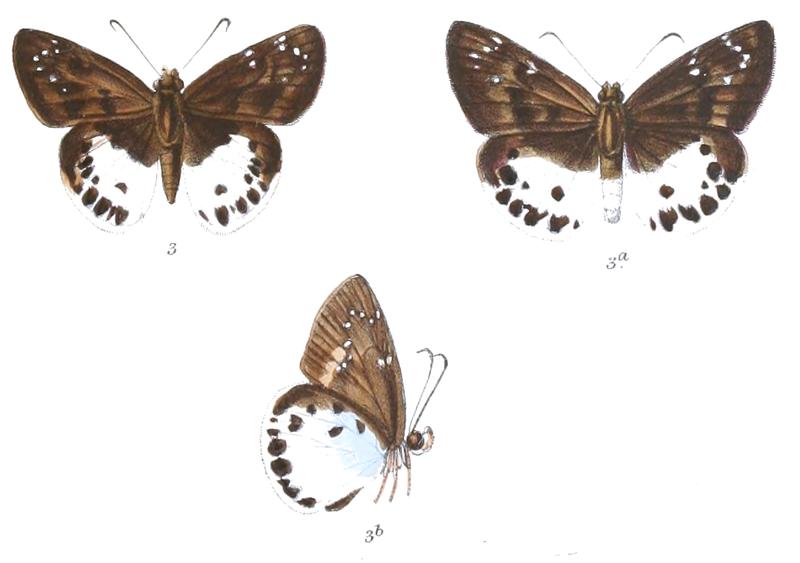 TagiadesMenaka 769 3 Knight