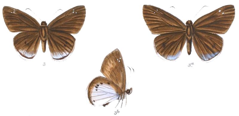 TagiadesObscurus 768 3 Knight