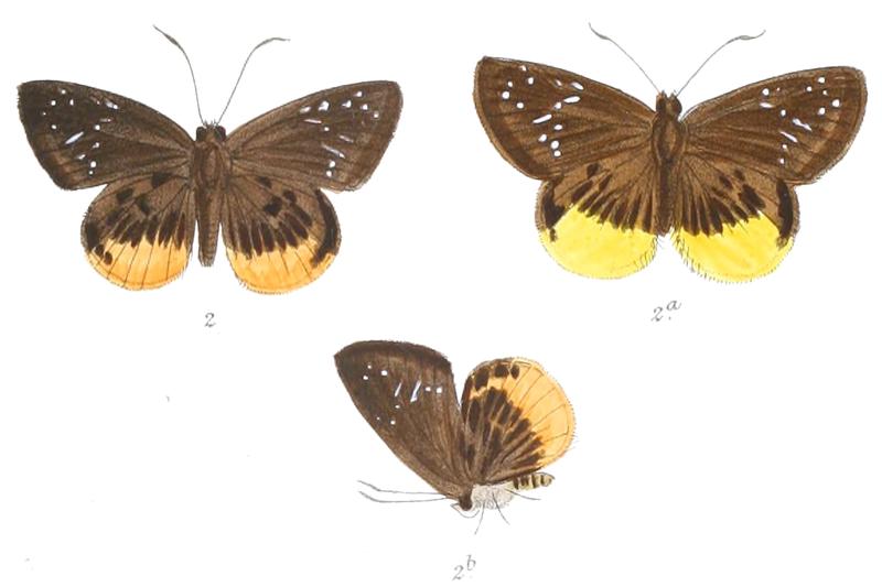 TagiadesPralaya 771 2 Fitch