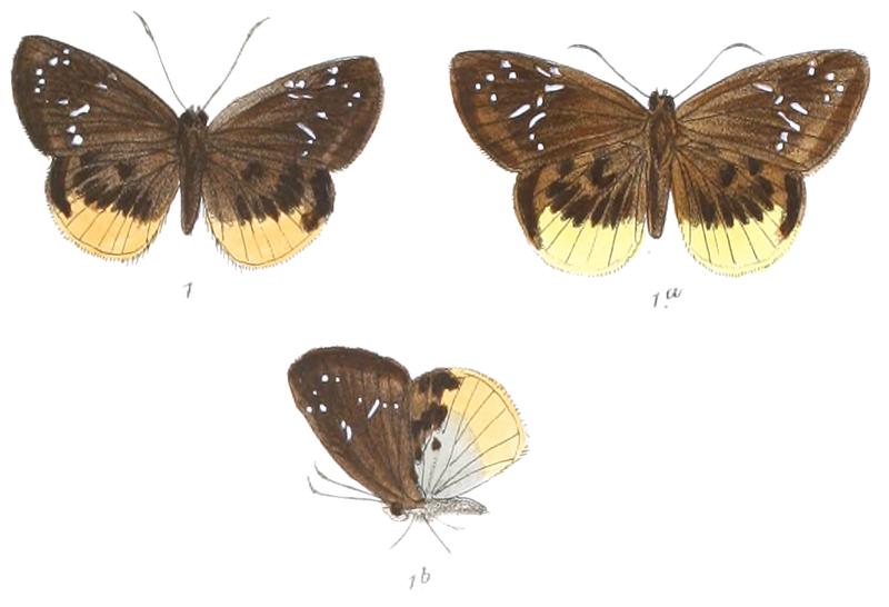 TagiadesTrichoneura 771 1 Fitch