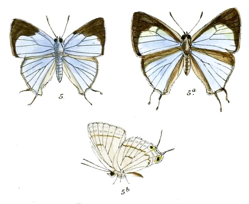 TajuriaAlbiplaga 725 5 Fitch
