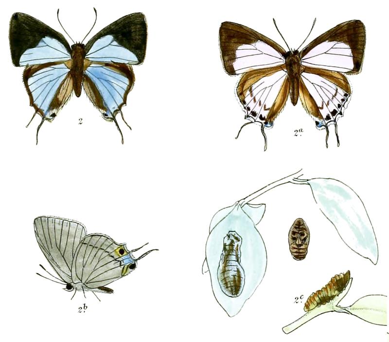 TajuriaCippus 725 2 Fitch