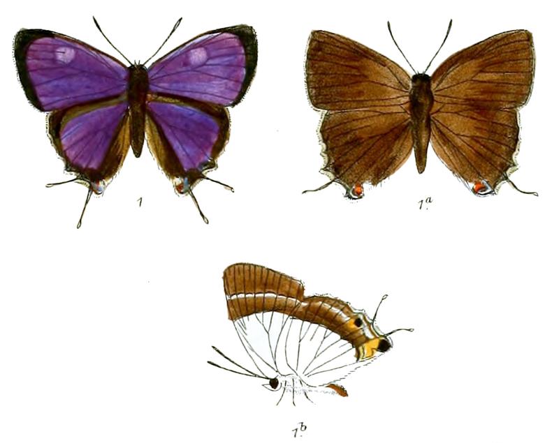 TajuriaTarpina 725 1 Fitch