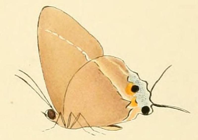 Tajuria cyrillus