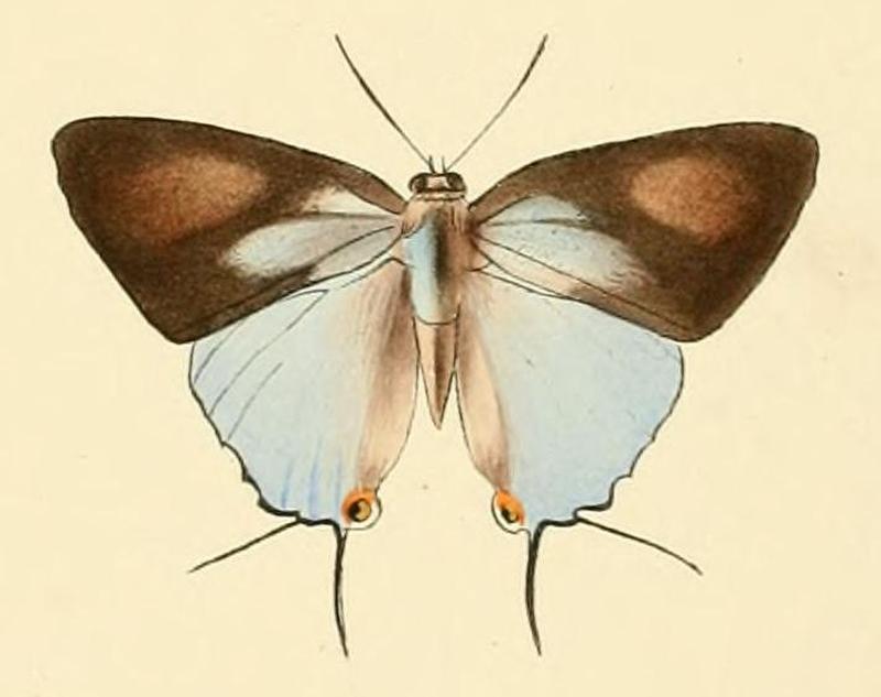 Tajuria cyrillus1