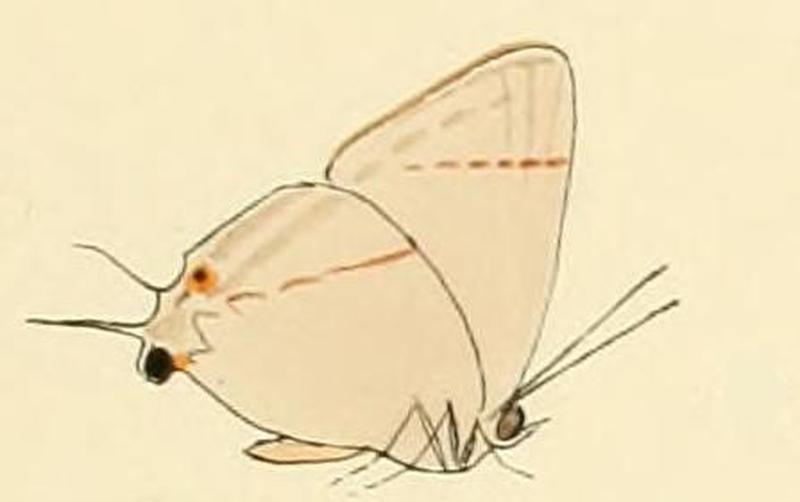 Tajuria diaeus