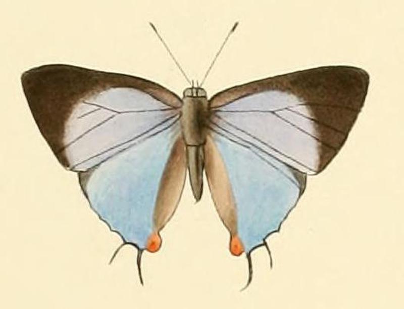 Tajuria diaeus1