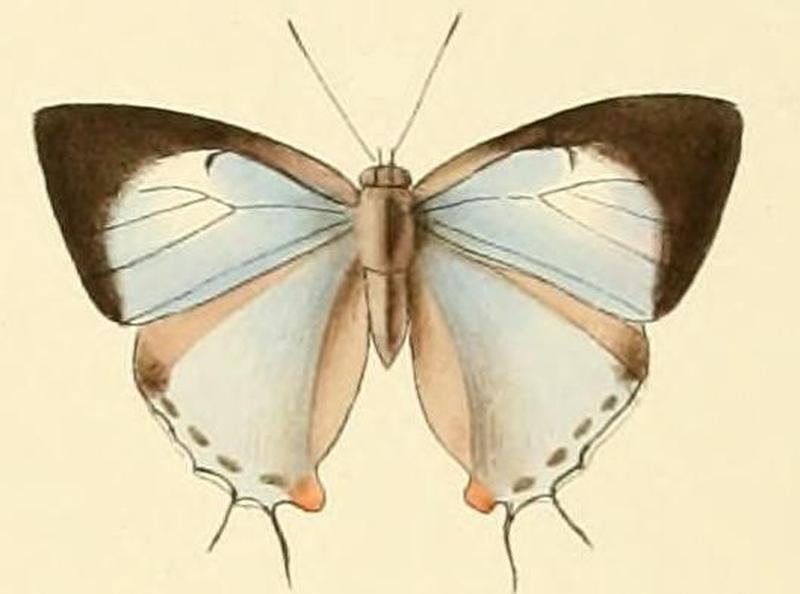 Tajuria diaeus2