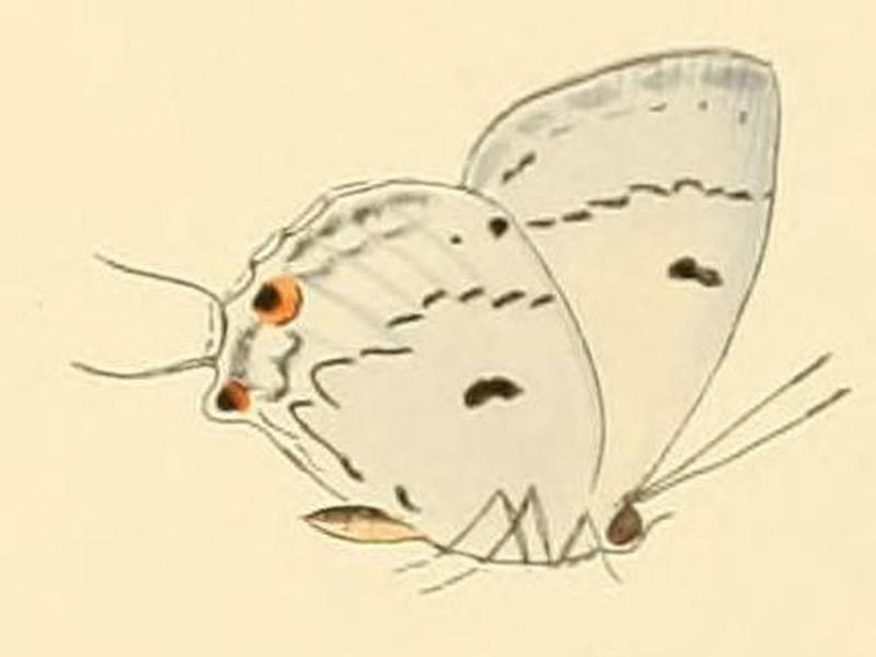 Tajuria illurgis