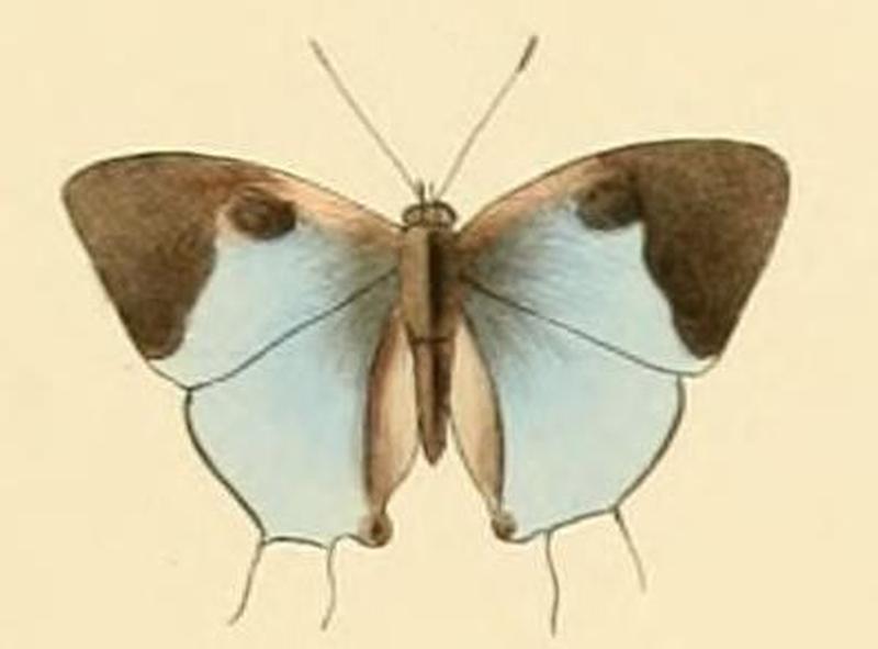 Tajuria isaeus