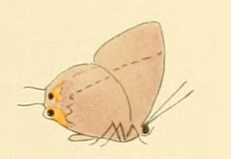 Tajuria isaeus1