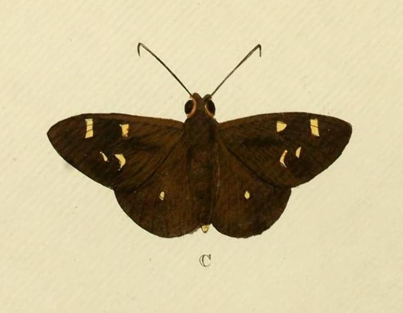 Talides sergestus Cramer&Stoll-uitlandsche kapellen vol. 1- plate 074