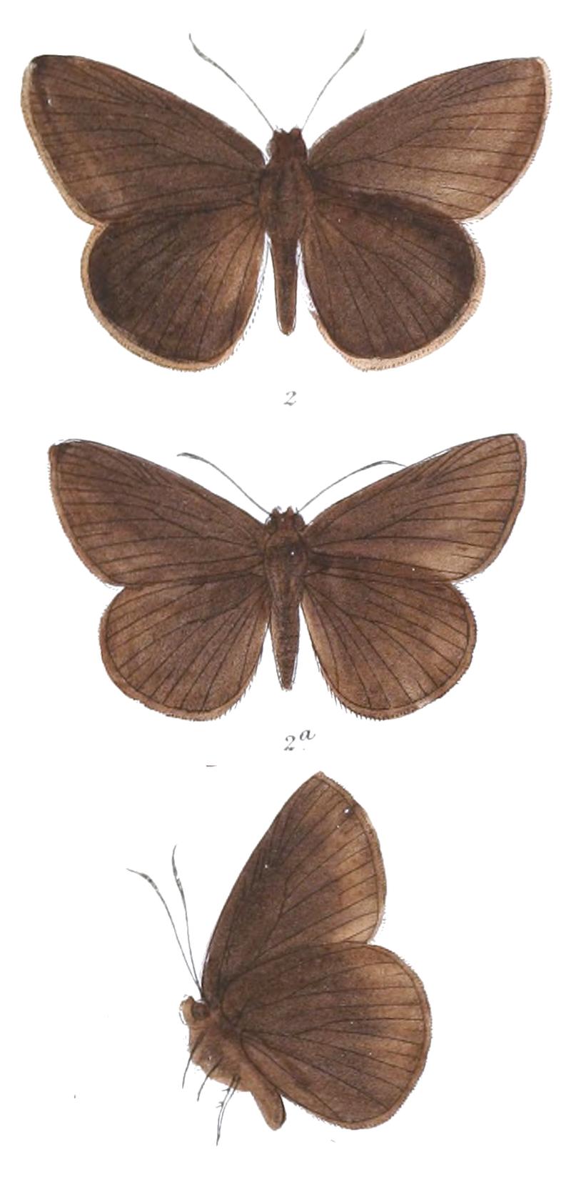Tamela diocles 805