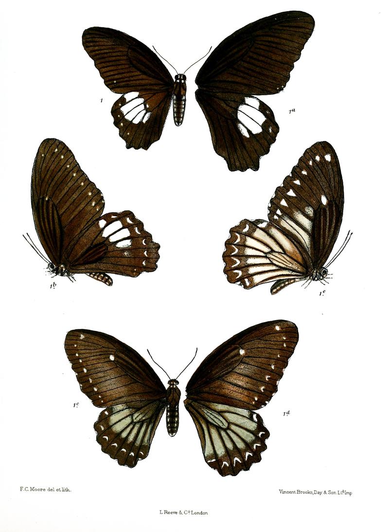 Tamera castor 496