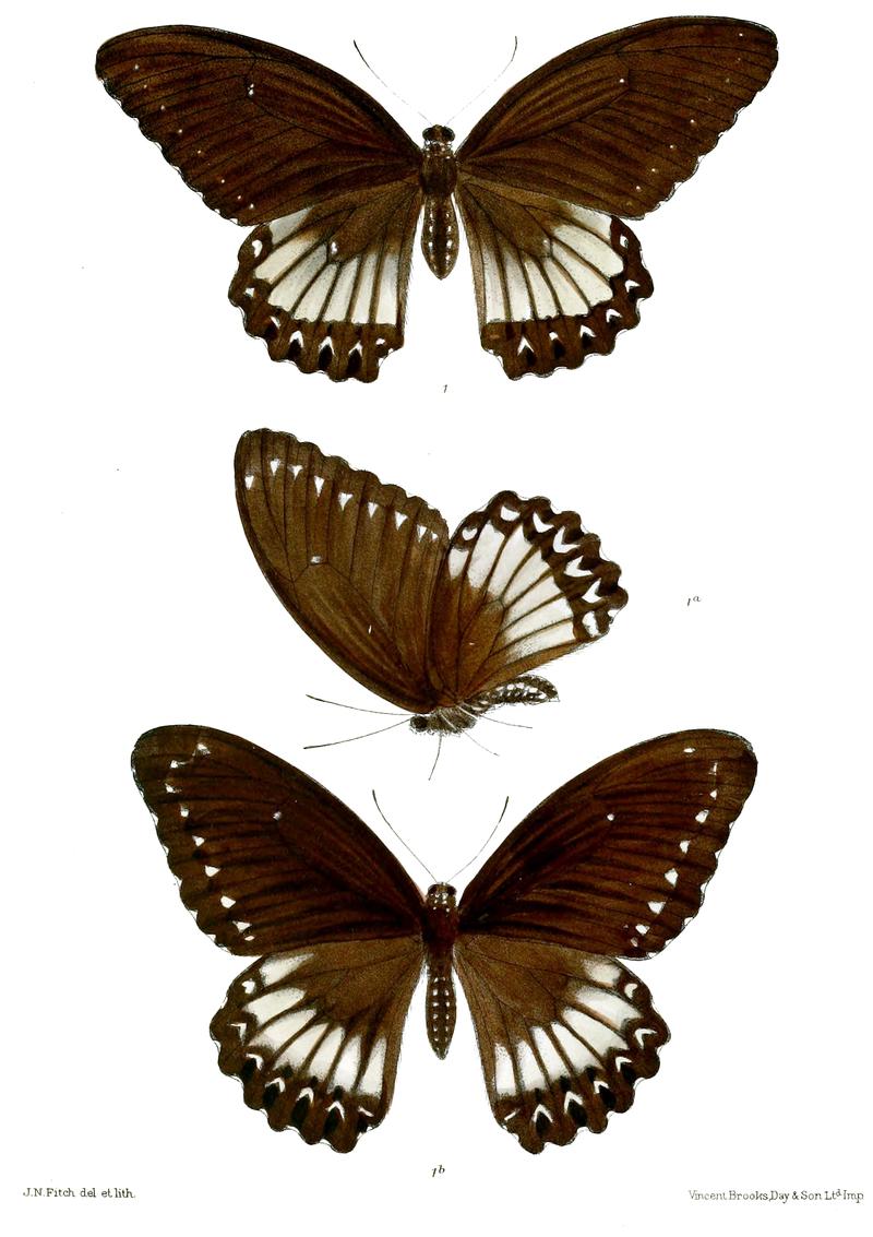 Tamera castor 497