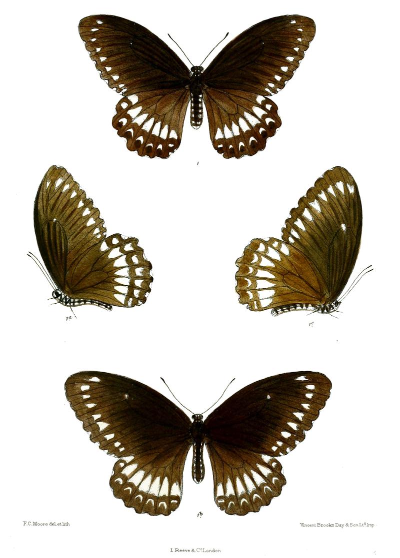 Tamera dravidarum 500