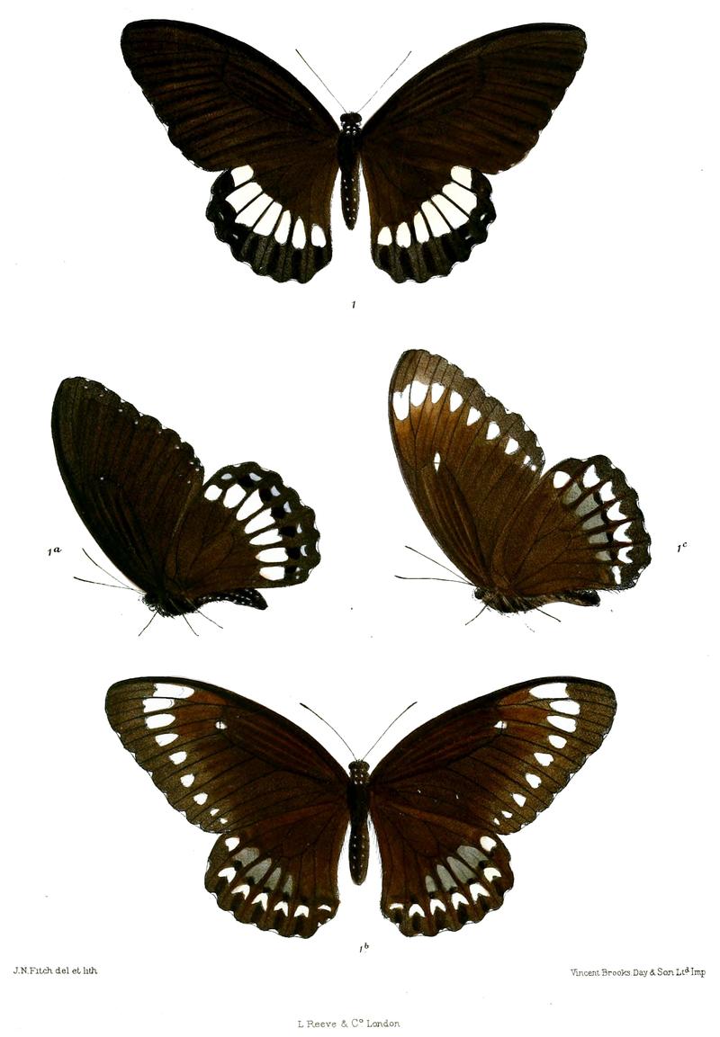 Tamera mehala 498